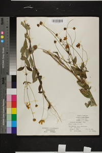 Coreopsis pubescens image