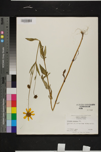 Coreopsis pubescens image