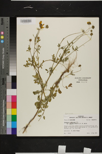 Coreopsis pubescens var. debilis image