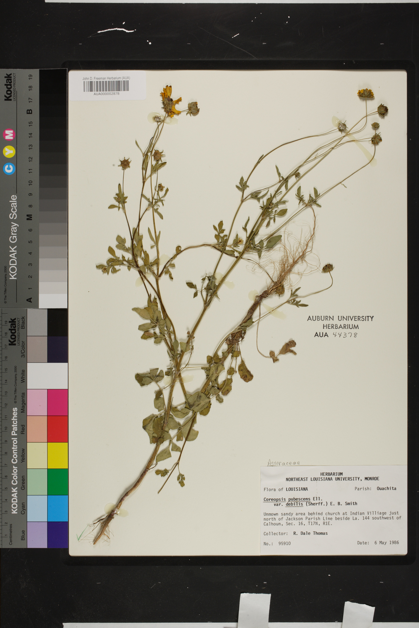 Coreopsis pubescens var. debilis image