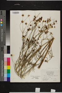 Coreopsis tinctoria image