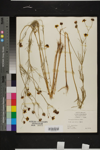 Coreopsis tinctoria image