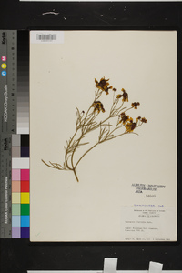 Coreopsis tinctoria image