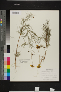 Coreopsis tinctoria image