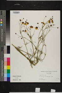 Coreopsis tinctoria image