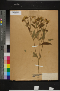 Coreopsis tripteris image