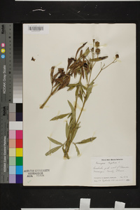 Coreopsis tripteris image