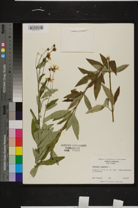 Coreopsis tripteris image