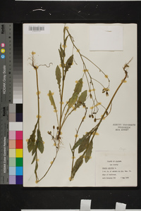 Crepis pulchra image