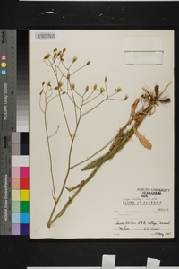 Crepis pulchra image