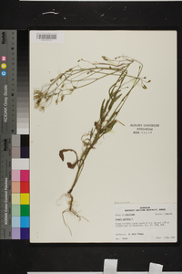 Crepis pulchra image