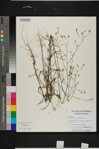 Croptilon divaricatum image