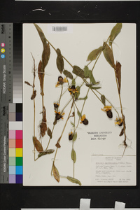 Rudbeckia amplexicaulis image