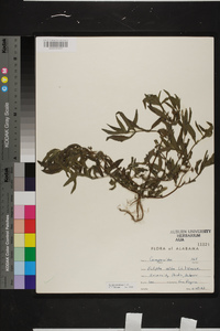 Eclipta prostrata image