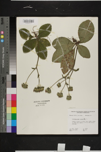 Elephantopus tomentosus image