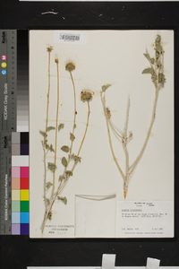 Encelia virginensis image