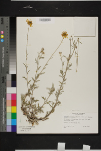 Eriophyllum lanatum image