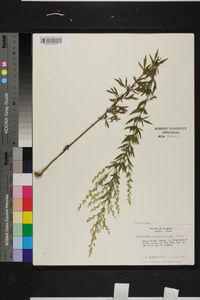 Eupatorium compositifolium image