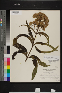 Eutrochium fistulosum image