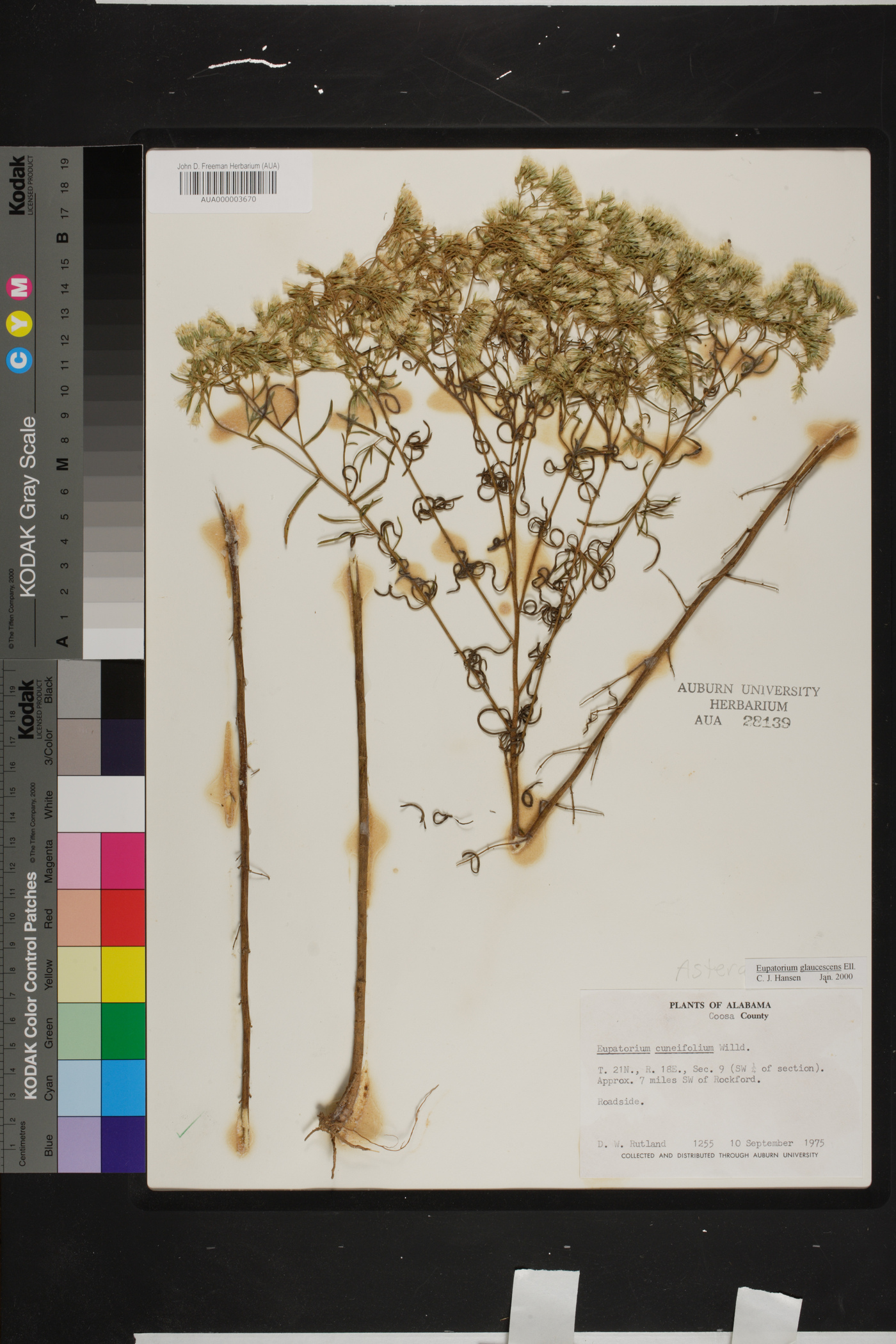 Eupatorium hyssopifolium var. hyssopifolium image