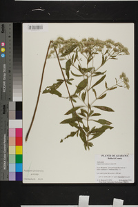 Eupatorium semiserratum image