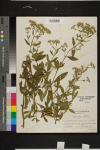 Eupatorium semiserratum image