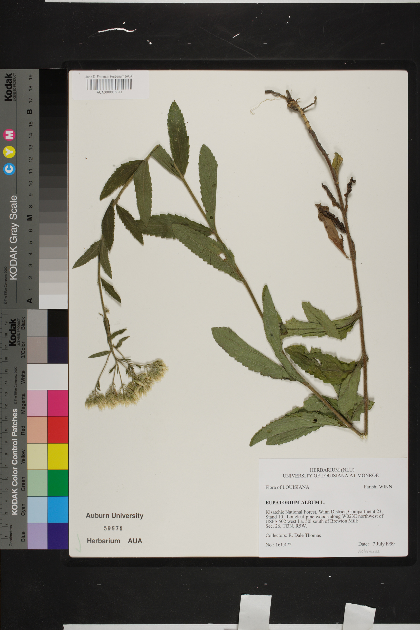 Eupatorium album image