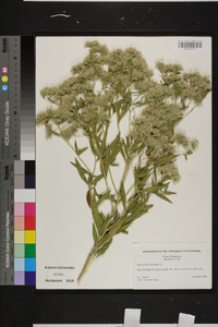 Eupatorium altissimum image