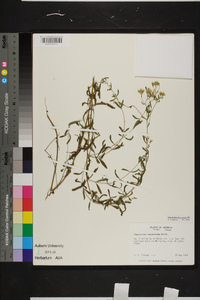 Eupatorium linearifolium image