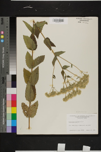 Eupatorium pilosum image