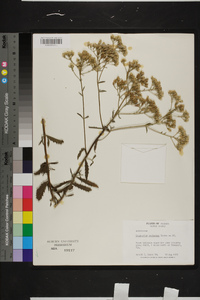 Eupatorium leucolepis image