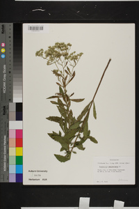 Eupatorium semiserratum image