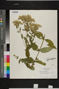 Eupatorium sessilifolium image