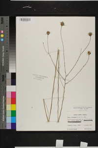 Symphyotrichum chapmanii image