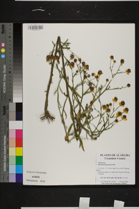 Helenium flexuosum image