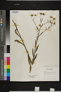 Helenium flexuosum image