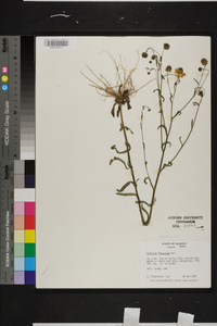 Helenium flexuosum image