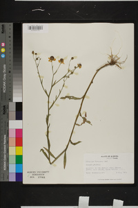 Helenium flexuosum image