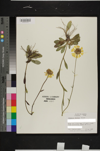 Helenium vernale image