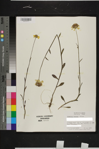 Helenium vernale image