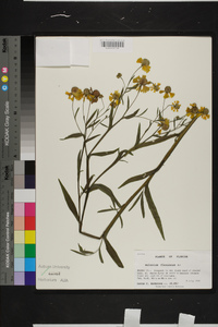 Helenium flexuosum image