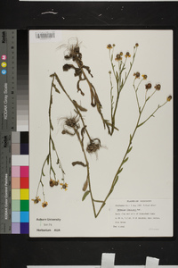 Helenium flexuosum image