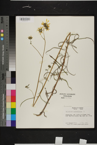 Helianthus angustifolius image