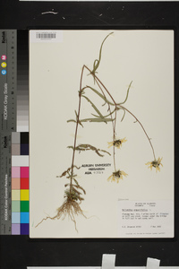 Helianthus angustifolius image