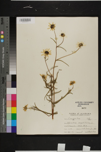 Helianthus angustifolius image