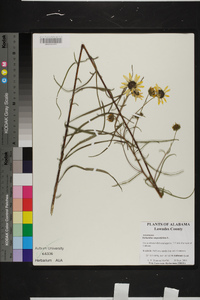 Helianthus angustifolius image