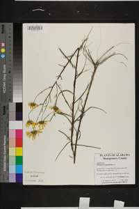 Helianthus angustifolius image