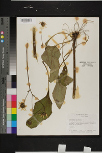 Helianthus atrorubens image