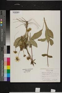 Helianthus atrorubens image