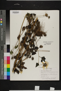 Helianthus debilis image